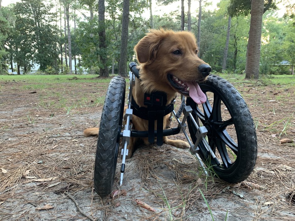 A deformed dog gets custom-built wheelchair and treatment worth $20,000 by his master a Street Sweeper