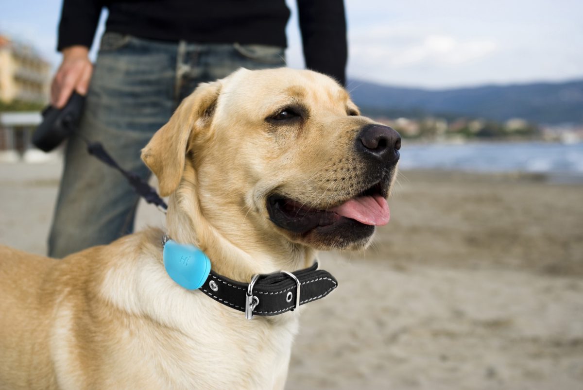 Latest research shows that infrared sensors in the dogs nose can detect heat