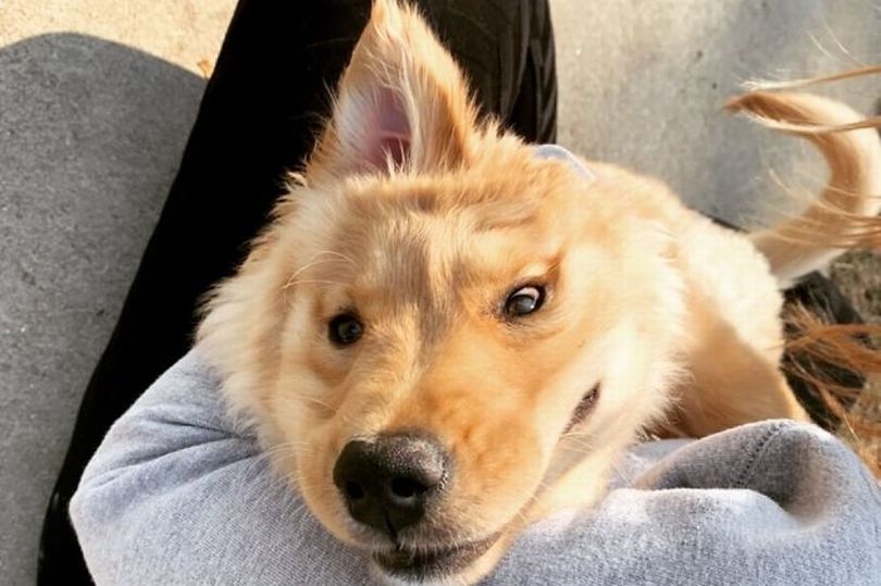 Puppy with an ear on the forehead, has become an Instagram Sensation