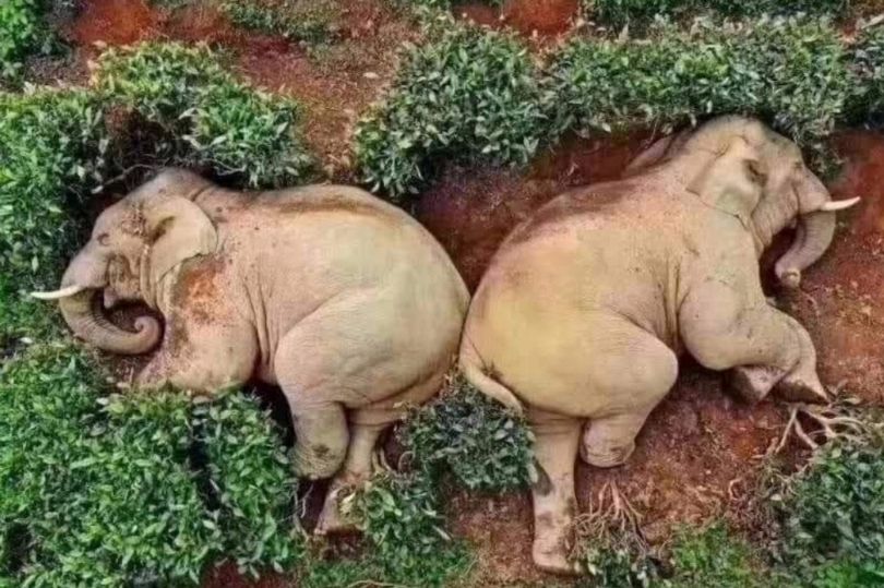 Elephants break into a farm in China, drink wine and slept peacefully
