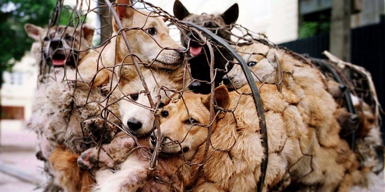 China Government bans dog meat trade weeks before Yulin Festival
