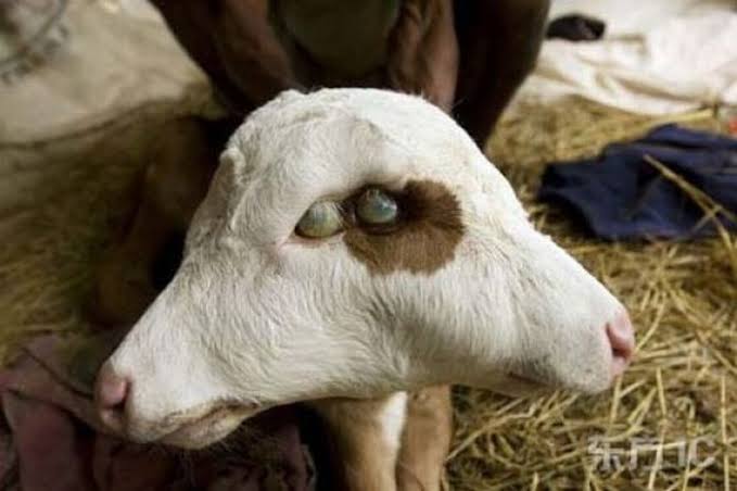 Animals have two faces because of a rare condition