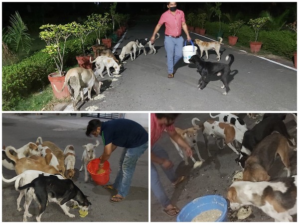 Humanity still alive: 700 dogs are daily fed by a man in Noida