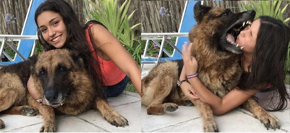 The photoshoot takes a horrible turn when a dog bites 17-year old girl
