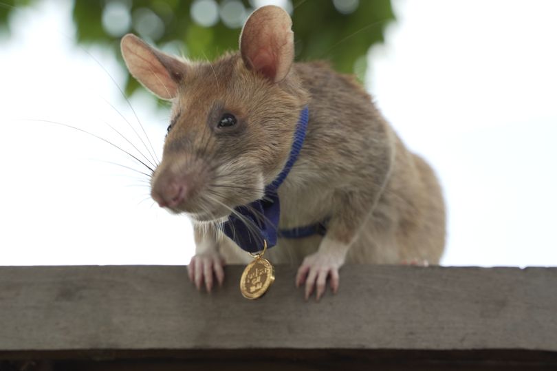 Rat Receives a Gold Medal for Bravery for Saving Lives